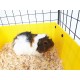 C&C Modular cage 4x2 145 x 75 cm black
